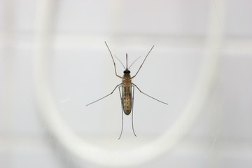 Mosquito against bahroom shower glass
