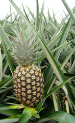 ananas