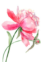 Beautiful Peony flower, Watercolor painting - 44312361