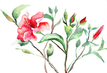 Stylized Malva flower, watercolor illustration