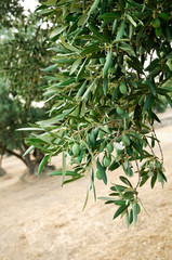 Rami di ulivo