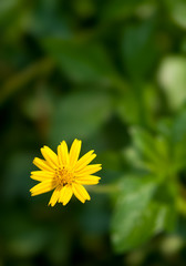 small yellow flower