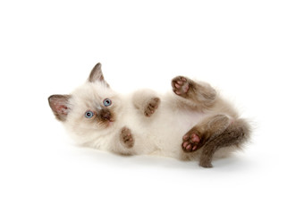 cute kitten laying down