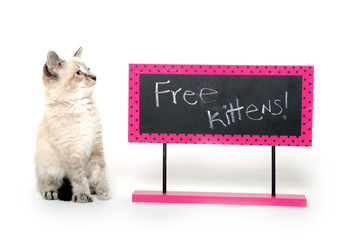 Cute kitten with sign © Tony Campbell