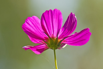 Fototapeta premium Cosmea