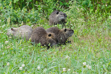 Nutria -Myocastor coypus