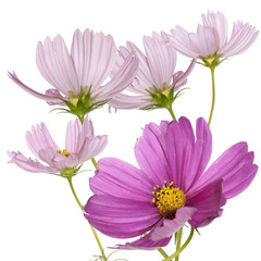 Decorative garden flowers