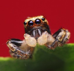 jumping spider