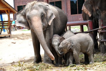 Asian baby elephant