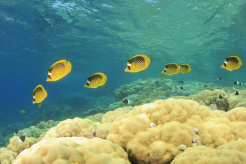 Coral and Fish in the Red Sea, Egypt