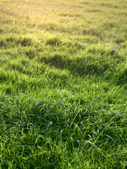 Natural green grass