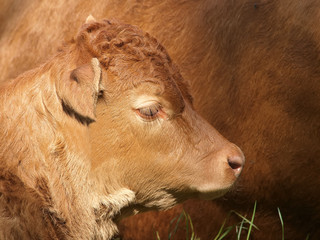 Fototapeta premium Kalb