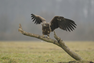 pygargue à queue blanche