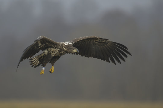 pygargue &agrave; queue blanche