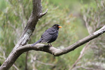 Amsel