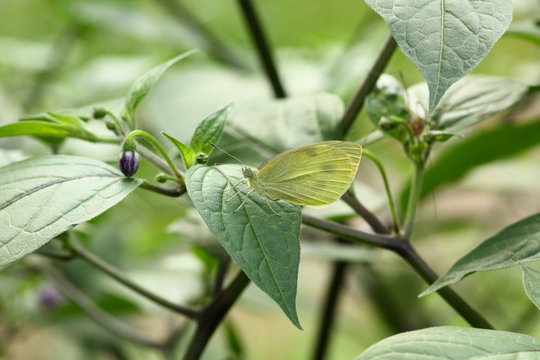 Schmetterling auf Capsicum pubescens