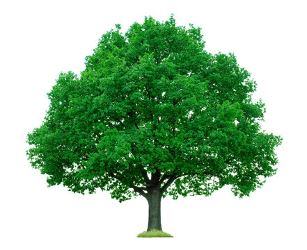 Baum