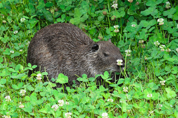 Nutria -Myocastor coypus