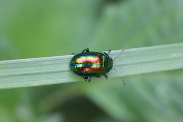 Prächtiger Blattkäfer (Chrysolina fastuosa)