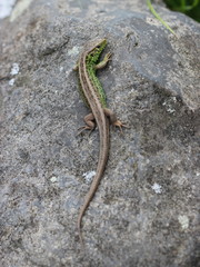 Zauneidechse auf Stein