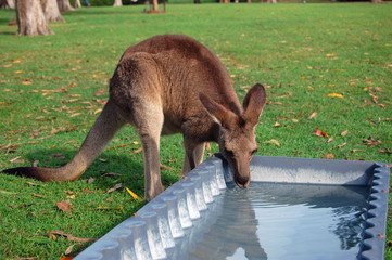 Kangaroo drinking water