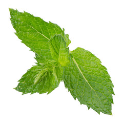 Fresh mint close up