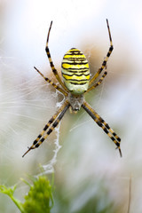 pająk tygrzyk - obrazy, fototapety, plakaty