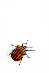 Graphosoma lineatum - stroinica baldaszkowa