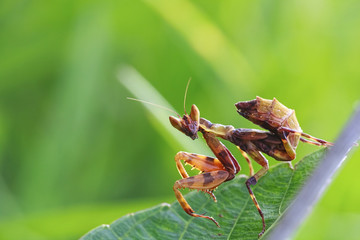 Grasshopper perching on a leaf