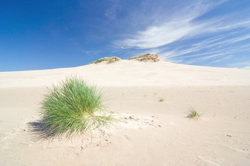 dunes in a  Slowinski National Park, Poland