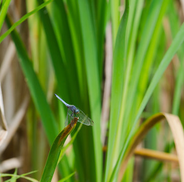 Libellula - Libellula Linnaeus