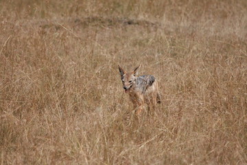 Jackal in Kenya
