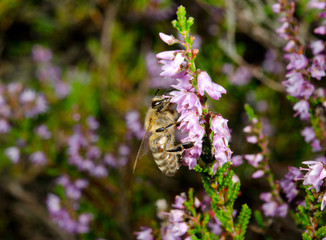 Obraz premium honeybee on heather flowers