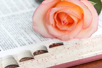A pink rose on the index edge of a dictionary