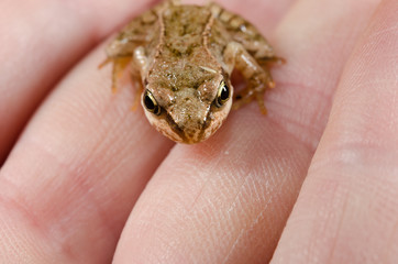 baby toad looking up, hand
