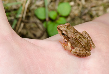 toad perspectives