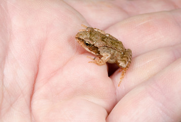 Obraz premium investigative baby toad