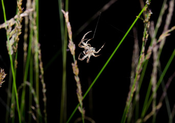 spider weaving at night