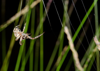 spider creates new web, night