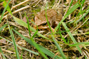 hiding baby toad, grass