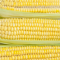 corn texture