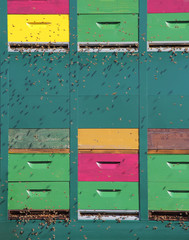 Colorful hive