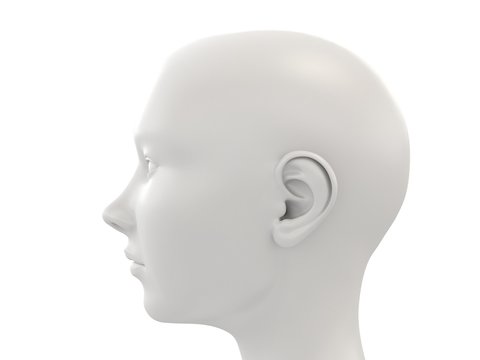 3D woman head anatomy study - side view