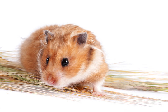 Hamster with food