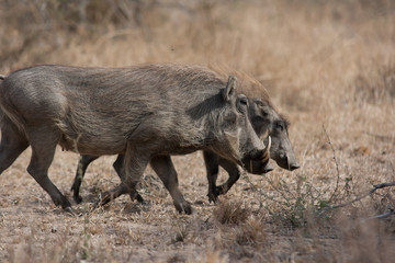 Phacochère femelle et son petit