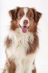 Australian Shepherd