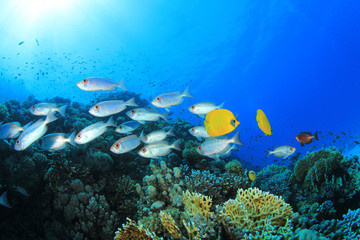 Obraz na płótnie Canvas Koral i ryby w Morzu Czerwonym, Egipt