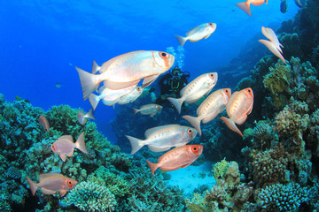 Fototapeta na wymiar Ryby, rafa i Scuba Diver w oceanie