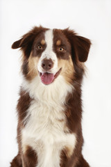 Australian Shepherd