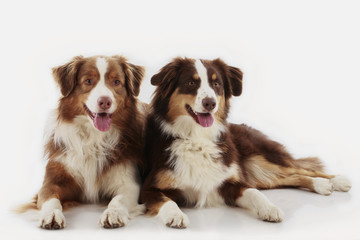 Two Australian Shepherd Dogs